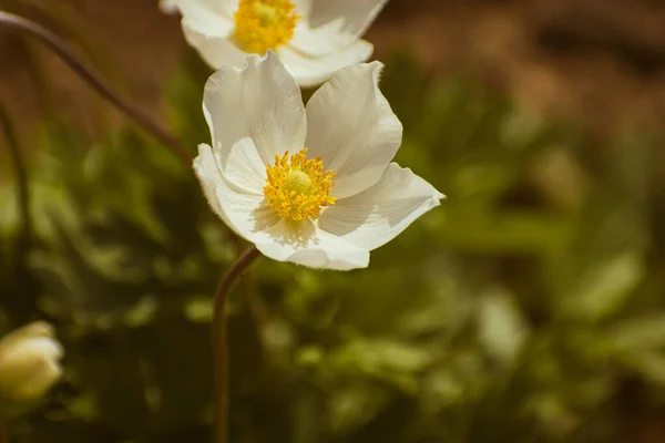 Kardamlası Anemone (Anemone Sylvestris), beyaz çiçek açan, kopyalama alanı olan doğa arkaplanı