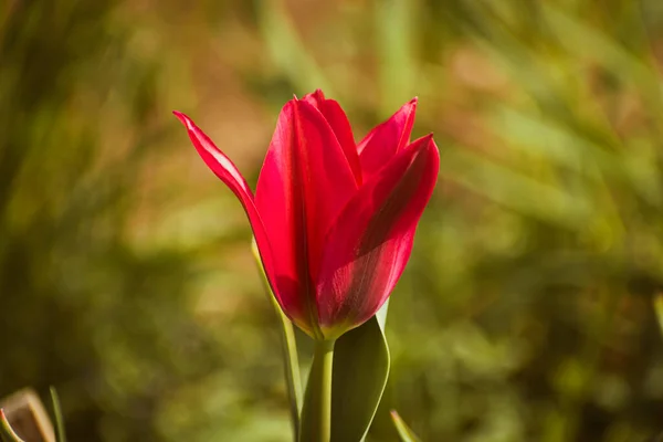 Vibrant Red Tulip Nature Background Copy Space — Stock Photo, Image