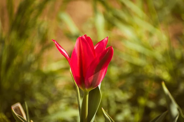 Tulipe Rouge Vif Fond Nature Avec Espace Copie — Photo