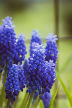 Canlı mor üzümlü sümbül çiçeği, kopyalama alanı olan botanik arka planı