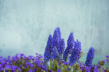 Canlı mor üzümlü sümbül çiçeği, kopyalama alanı olan botanik arka planı
