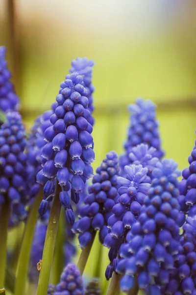 Яскраво Фіолетова Загальна Квітка Винограду Гіацинту Ботанічний Фон Місцем Копіювання — стокове фото