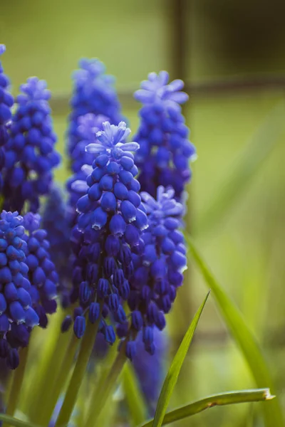 Živé Fialové Společné Hroznové Hyacinth Květiny Botanické Pozadí Kopírovacím Prostorem — Stock fotografie
