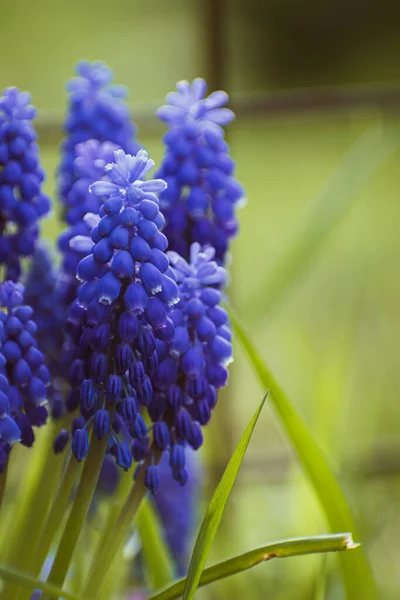 Živé Fialové Společné Hroznové Hyacinth Květiny Botanické Pozadí Kopírovacím Prostorem — Stock fotografie