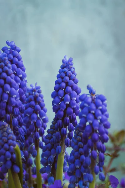 Vibrante Flor Jacinto Uva Común Púrpura Fondo Botánico Con Espacio — Foto de Stock