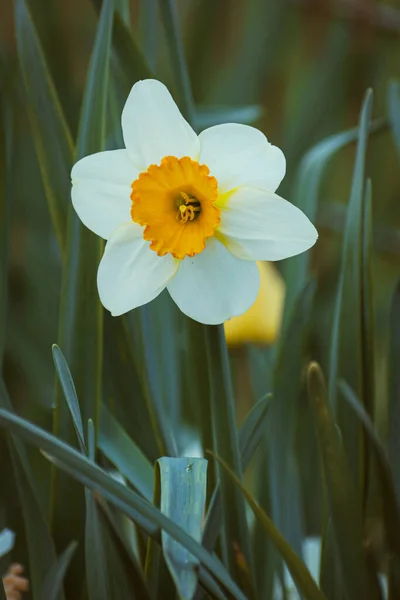 Bílé Žluté Narcisy Květiny Zahradě Botanické Pozadí — Stock fotografie