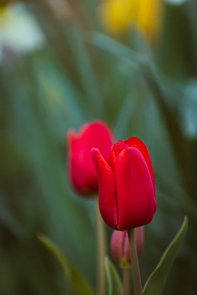 Яркий Красный Тюльпан Фон Природы Копировальным Пространством — стоковое фото