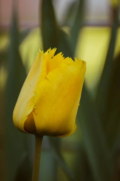 Tulipán Amarillo Vibrante Fondo Naturaleza Con Espacio Copia — Foto de Stock