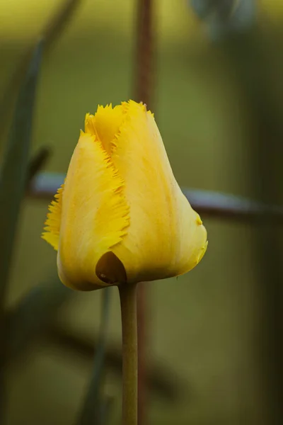 Lebendige Gelbe Tulpe Naturhintergrund Mit Kopierraum — Stockfoto