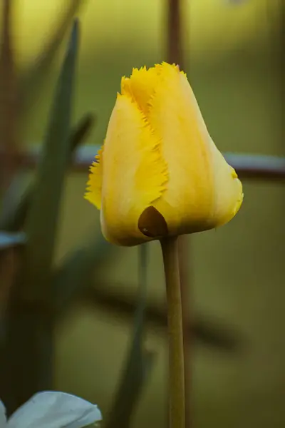 Vibrant Yellow Tulip Nature Background Copy Space — Stock Photo, Image