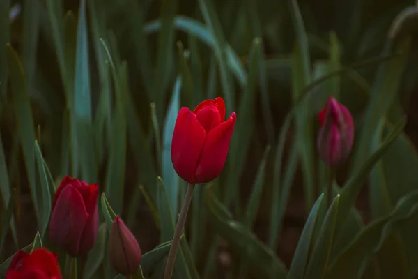 Tulipe Rouge Vif Fond Nature Avec Espace Copie — Photo