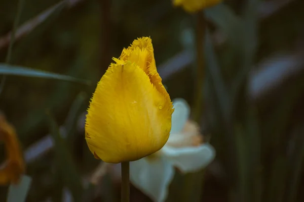 Tulipe Jaune Vif Fond Nature Avec Espace Copie — Photo