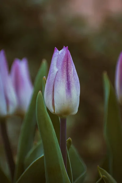 Tulipe Violette Blanche Vibrante Fond Nature Avec Espace Copie — Photo