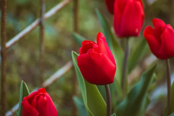 Vibrant Red Tulip Nature Background Copy Space — Stock Photo, Image