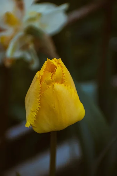 Tulipa Amarela Vibrante Fundo Natureza Com Espaço Cópia — Fotografia de Stock
