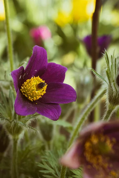 stock image Vibrant purple pasqueflower blooming, nature background with copy space