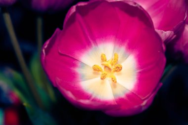 Canlı pembe lalenin içine yaklaş.