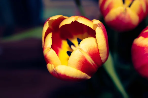 Close Vivid Yellow Orange Tulip — Stock Photo, Image
