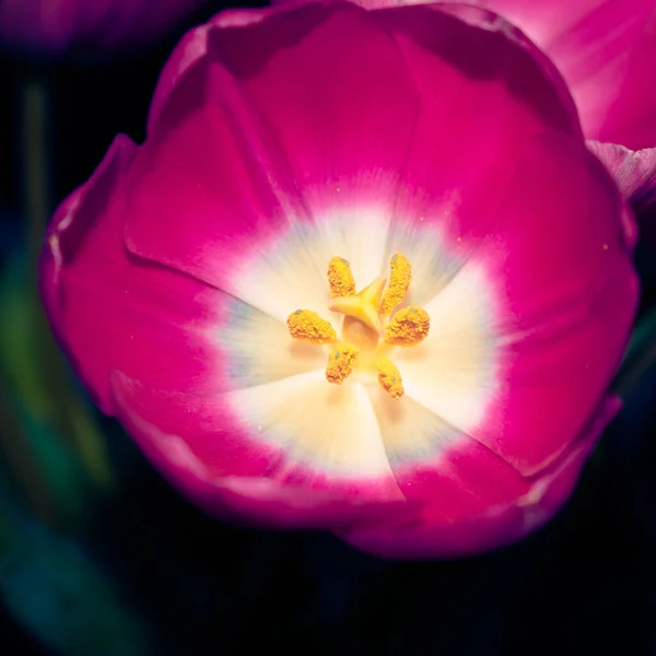 Close Vivid Pink Tulip — Stock Photo, Image