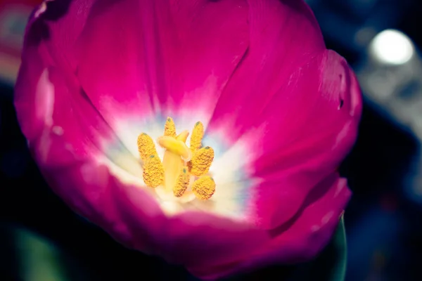 Fermer Intérieur Tulipe Rose Vif — Photo