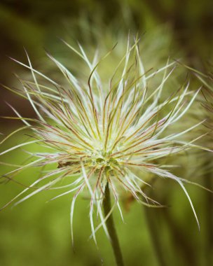 Yumuşak solmuş alp şakayığına (pasqueflower) yakın plan, kopya alanı olan çiçek arkaplanı