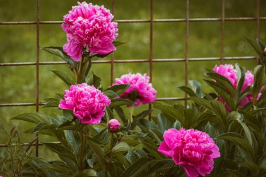 Pink peony flowers blooming in the garden, floral background with copy space clipart