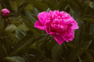 Bahçede açan pembe şakayık çiçekleri, fotokopi alanı olan çiçek arkaplanı