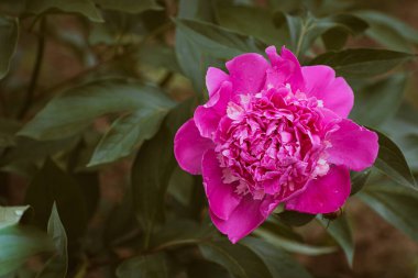 Bahçede açan pembe şakayık çiçekleri, fotokopi alanı olan çiçek arkaplanı