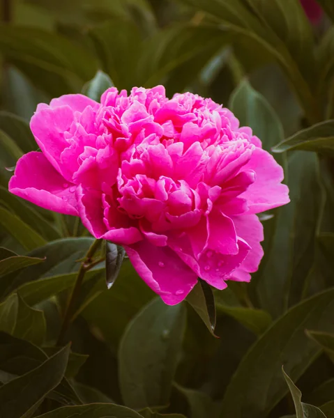 Розовые Пионы Цветут Саду Цветочный Фон Копировальным Пространством — стоковое фото