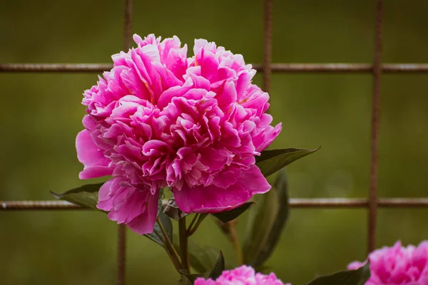 粉红色的牡丹花朵在花园里盛开 花朵背景 有复制空间 — 图库照片