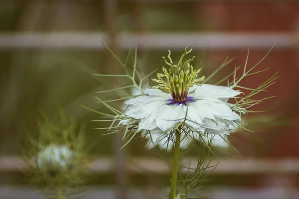 Нежный Белый Нигелла Дамаска Цветок Любви Тумане Ботанический Фон Копировальным — стоковое фото