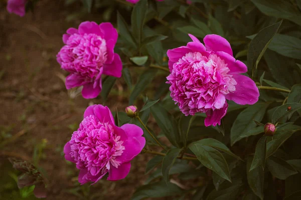Flores Peonía Rosa Floreciendo Jardín Fondo Floral Con Espacio Para — Foto de Stock