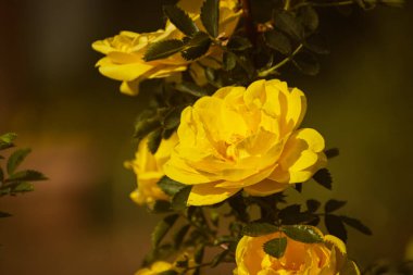 Baharda açan sarı gül, karamsar doğa duvar kağıdı