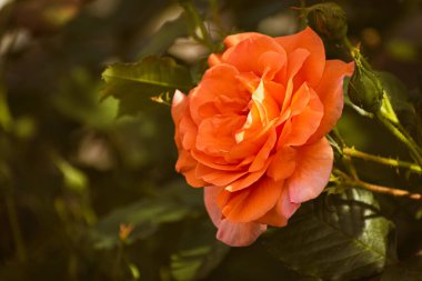 Baharda açan turuncu renkli gül, karamsar doğa duvar kağıdı