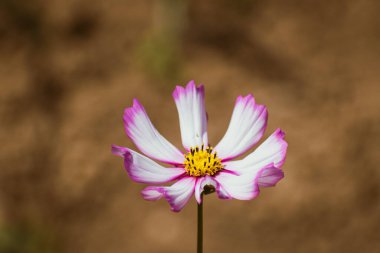 Narin pembe bahçe kozmosu (kozmos bipinnatus) sonbaharın başlarında açan çiçek, fotokopi alanı ile çiçekli arka plan
