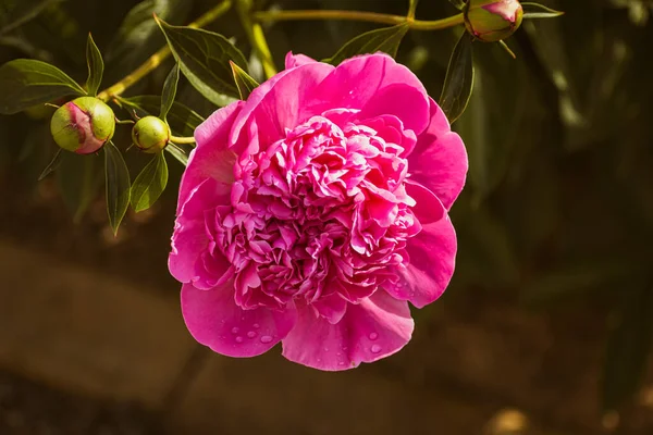 Розовые Пионы Цветут Саду Цветочный Фон Копировальным Пространством — стоковое фото
