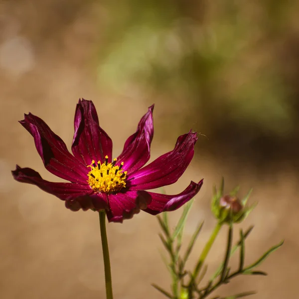 Delicado Jardim Vermelho Cosmos Cosmos Bipinnatus Flor Florescendo Início Outono — Fotografia de Stock