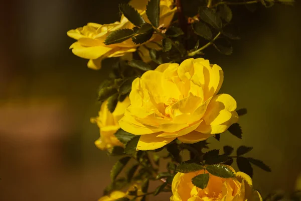 Gelbe Rose Blüht Frühling Stimmungsvolle Naturtapete Stockbild