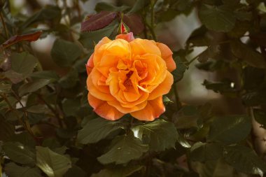 Baharda açan turuncu renkli gül, karamsar doğa duvar kağıdı