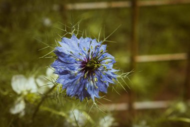 Narin beyaz nigella damascena ya da sisli aşk çiçeği, kopyalama alanı olan botanik arkaplan