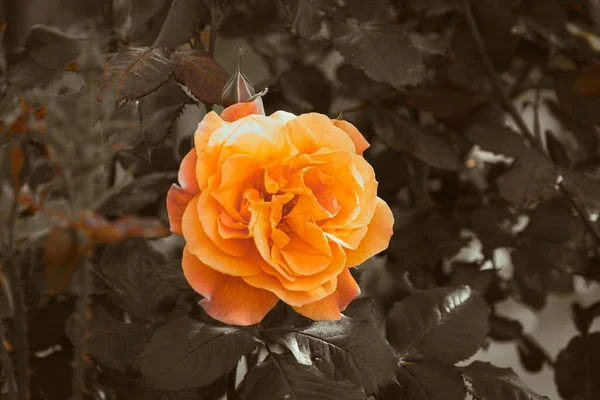 Orange Colored Rose Blooming Spring Moody Nature Wallpaper — Stock Photo, Image