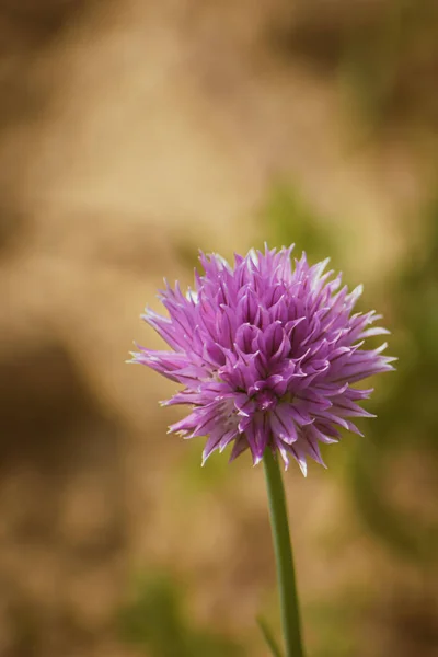 Kvetoucí Pažitka Bylina Botanické Pozadí Royalty Free Stock Obrázky