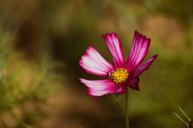 Narin pembe bahçe kozmosu (kozmos bipinnatus) sonbaharın başlarında açan çiçek, fotokopi alanı ile çiçekli arka plan