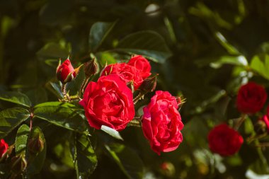 Bahçede açan romantik kırmızı güller, çiçekli duvar kağıtları.