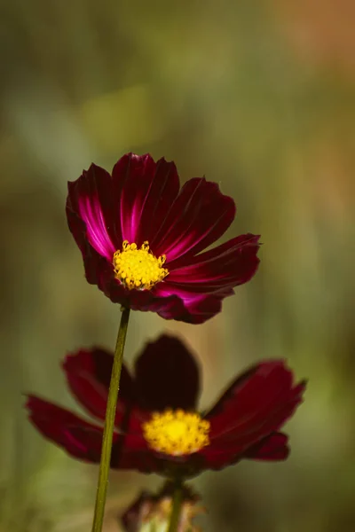 Delicado Jardín Rojo Cosmos Cosmos Bipinnatus Flor Que Florece Principios —  Fotos de Stock