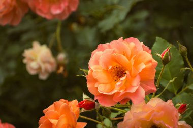 Baharda açan turuncu renkli gül, karamsar doğa duvar kağıdı
