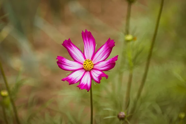 Delicado Cosmos Jardim Rosa Cosmos Bipinnatus Flor Florescendo Início Outono — Fotografia de Stock
