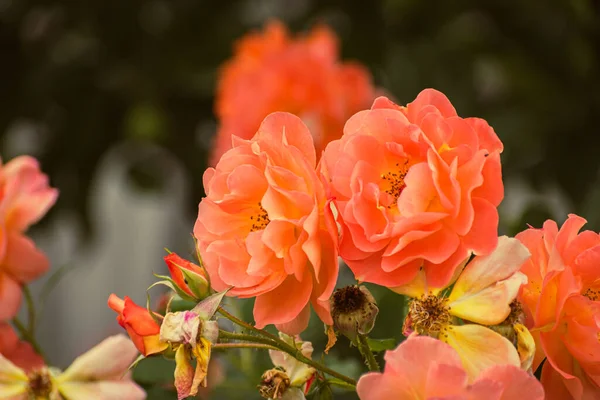 Pomerančová Růže Kvetoucí Jaře Náladová Příroda Tapety Royalty Free Stock Fotografie
