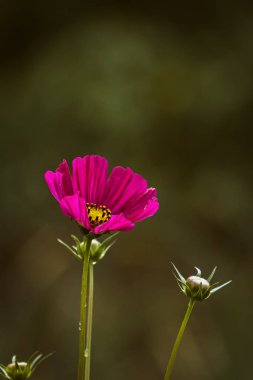 Narin pembe bahçe kozmosu (kozmos bipinnatus) sonbaharın başlarında açan çiçek, fotokopi alanı ile çiçekli arka plan