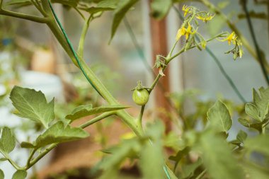Küçük bir serada organik yetiştirilmiş yeşil kiraz domatesi.